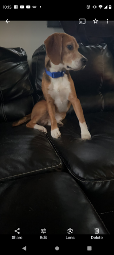 Lost Male Dog last seen Maple and 12, Canton, OH 44714