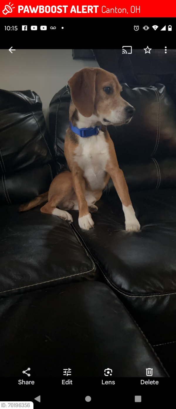 Lost Male Dog last seen Maple and 12, Canton, OH 44714