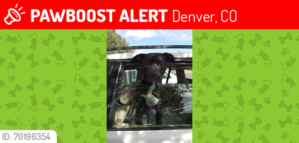 Lost Female Dog last seen safeway monaco and yale denver colorado, Denver, CO 80222