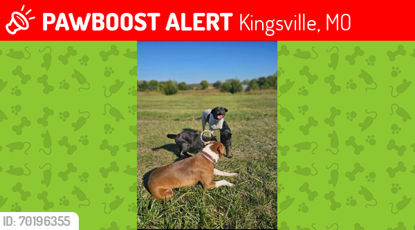 Lost Unknown Dog last seen nw w highway. , Kingsville, MO 64061