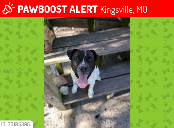 Lost Male Dog last seen nw w highway. , Kingsville, MO 64061