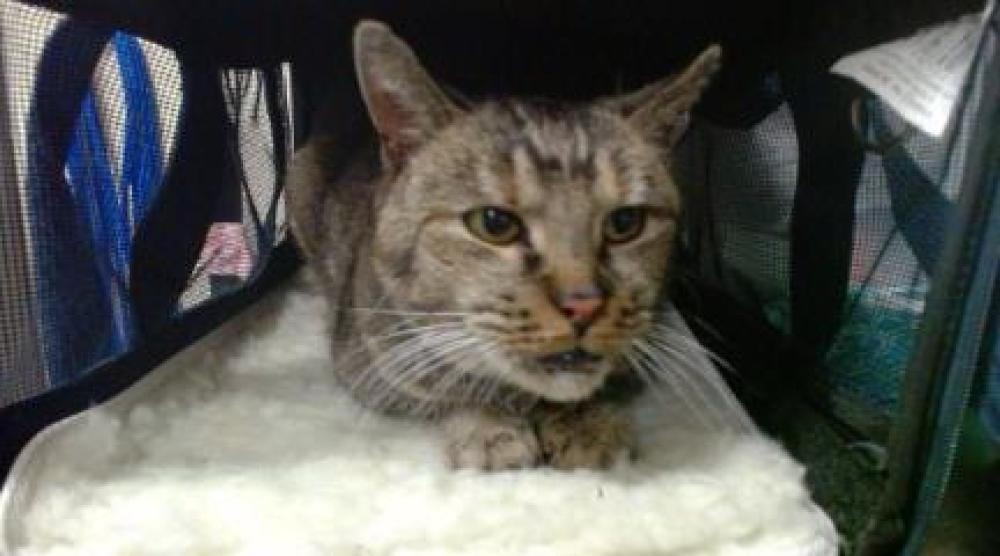 Shelter Stray Female Cat last seen Near BLOCK S CHEROKEE ST, DENVER CO 80223, Denver, CO 80223
