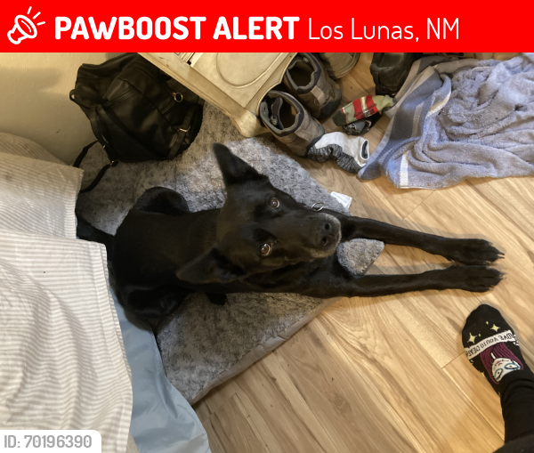 Lost Male Dog last seen Juan p Sanchez , Los Lunas, NM 87031