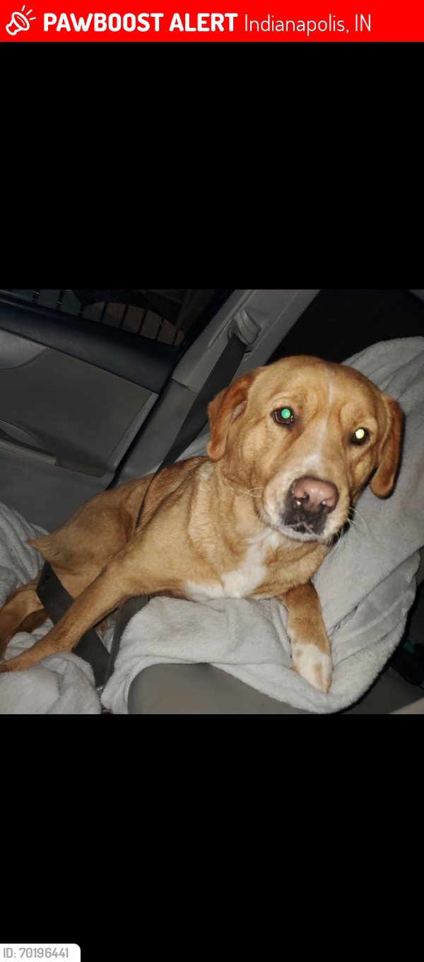 Lost Female Dog last seen Indianapolis indiana, Indianapolis, IN 46218