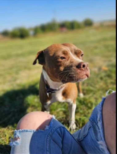Lost Female Dog last seen nw w highway, Kingsville, MO 64061