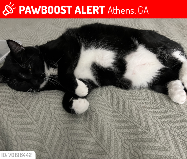 Lost Male Cat last seen Carr Street , Athens, GA 30605