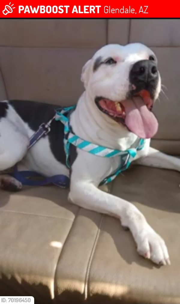 Lost Male Dog last seen 59ave and Acoma , Glendale, AZ 85306