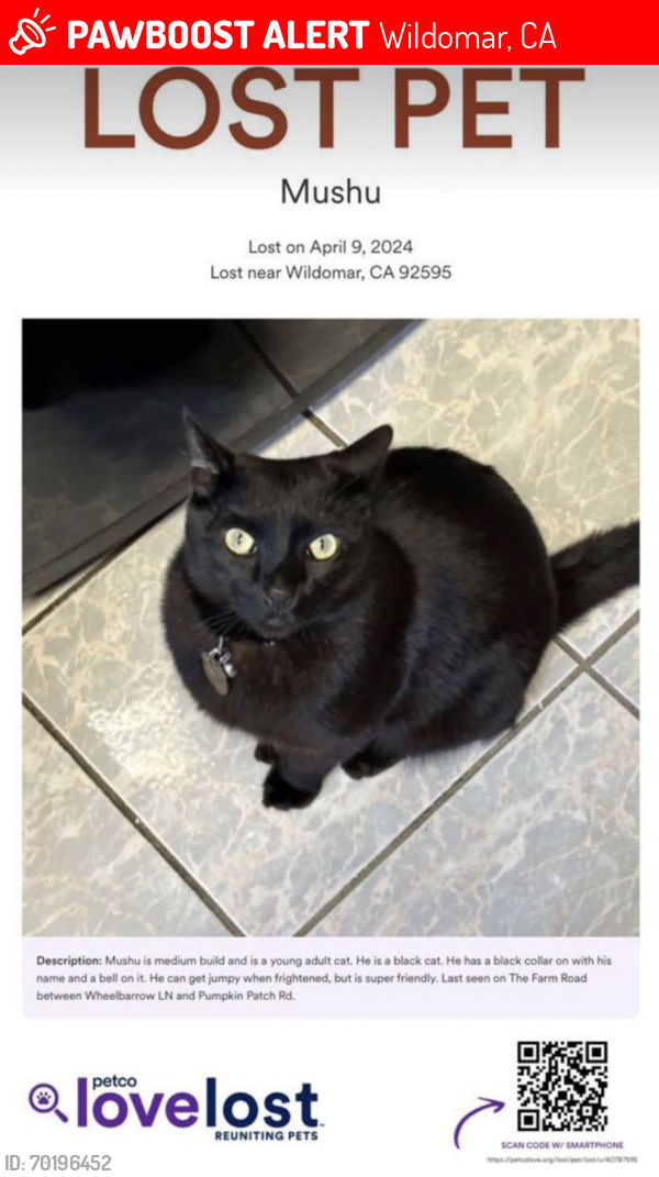 Lost Male Cat last seen Near The Farm rd, Wildomar, CA 92595