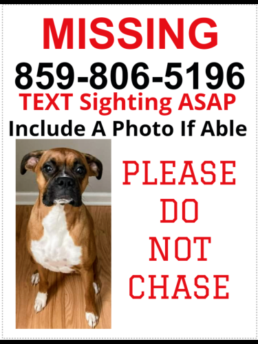 Lost Female Dog last seen Sandersville Rd and Spurr, Lexington, KY 40511