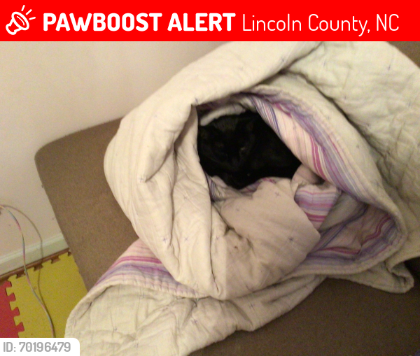 Lost Male Cat last seen Fay jones road, Lincoln County, NC 28037