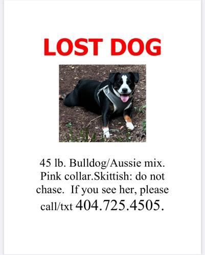 Lost Female Dog last seen St Charles, frederica, Barnett , Atlanta, GA 30306