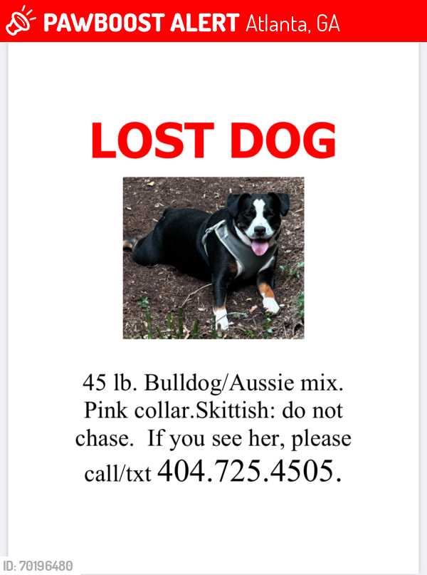 Lost Female Dog last seen St Charles, frederica, Barnett , Atlanta, GA 30306
