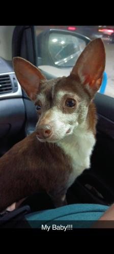 Lost Female Dog last seen South Alameda st and morris st, Corpus Christi, TX 78401