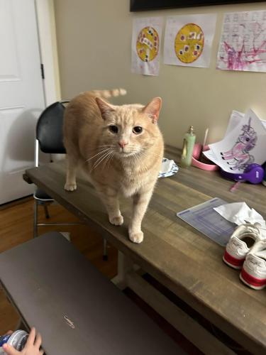 Lost Male Cat last seen 37th ST NW, Canton, OH 44709