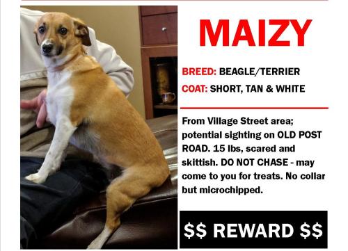 Lost Female Dog last seen Randall Drive, Northford, CT 06472