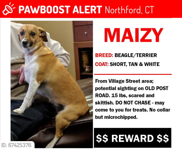Lost Female Dog last seen Randall Drive, Northford, CT 06472