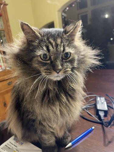 Lost Male Cat last seen Off of Southport Dr-  Halfhitch Circle and Lido Drive, Anchorage, Anchorage, AK 99515