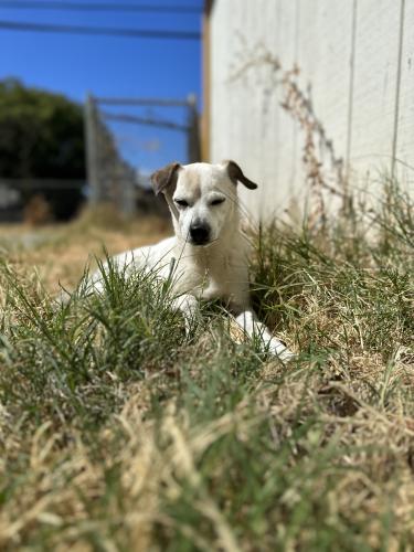 Lost Male Dog last seen Near Poust Rd Modesto, CA  95358 United States, Modesto, CA 95358