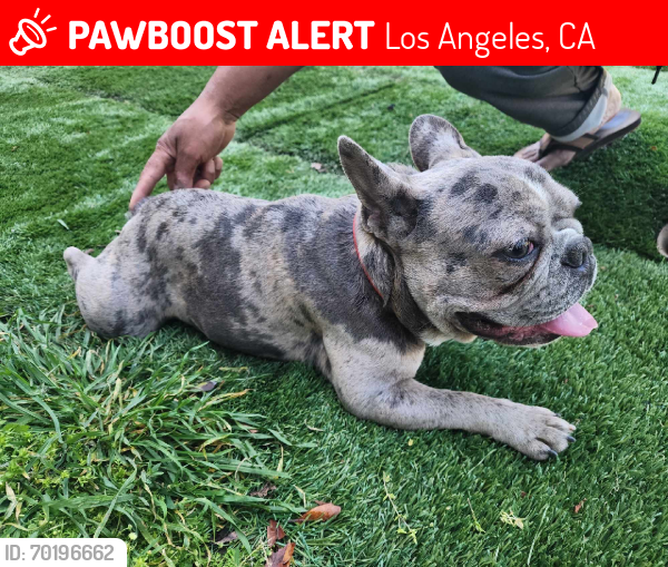 Lost Male Dog last seen South Park Recreation Center, Los Angeles, CA 90011