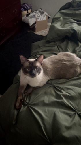 Lost Male Cat last seen Hudson on the Greenway, Knoxville, TN 37923