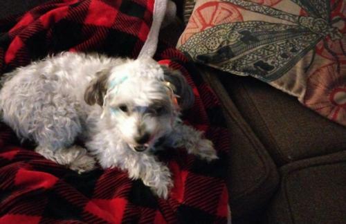 Lost Male Dog last seen Weber, Columbus, OH 43211