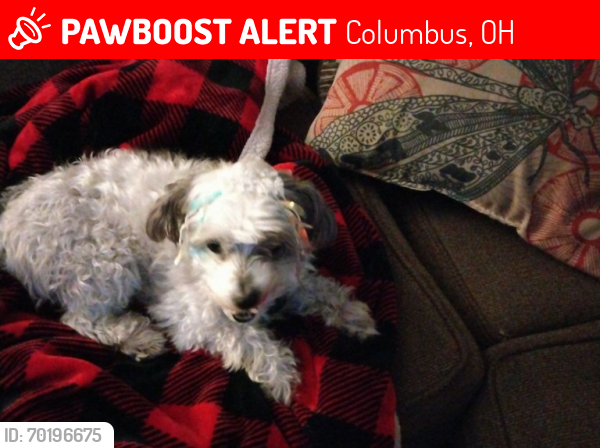 Lost Male Dog last seen Weber, Columbus, OH 43211