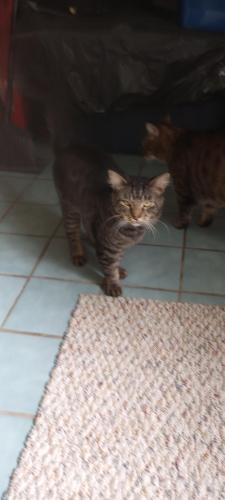 Lost Male Cat last seen rooks ave, east rogers, n smith ave, highlands north, Inverness, FL 34453