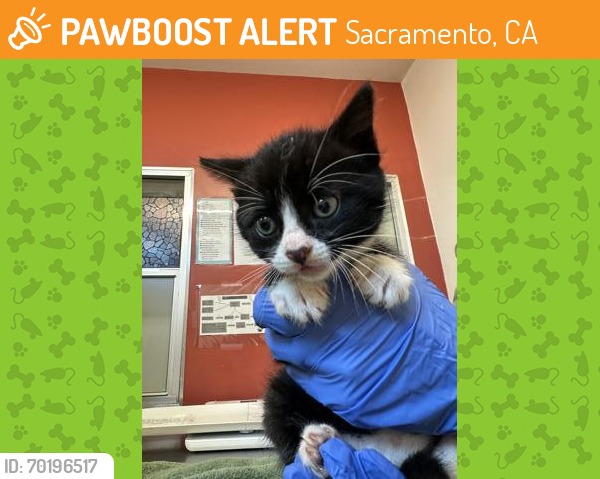 Shelter Stray Male Cat last seen Rancho Cordova, CA 95742, Sacramento, CA 95828