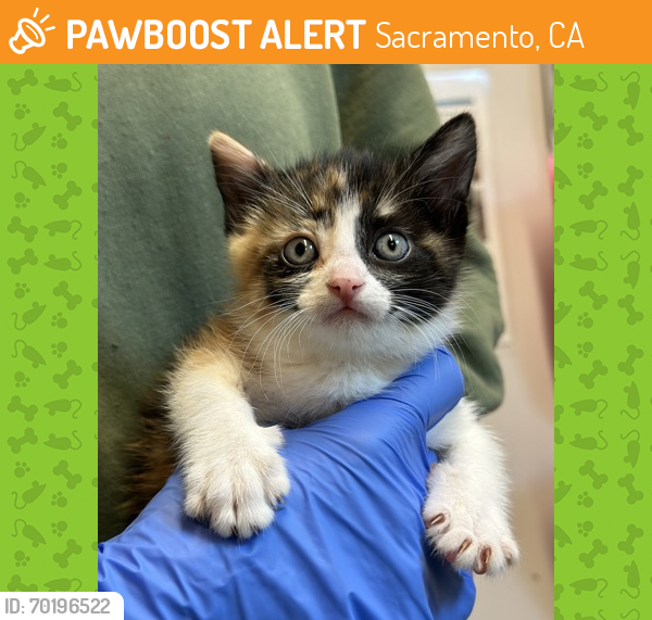 Shelter Stray Female Cat last seen Rancho Cordova, CA 95742, Sacramento, CA 95828