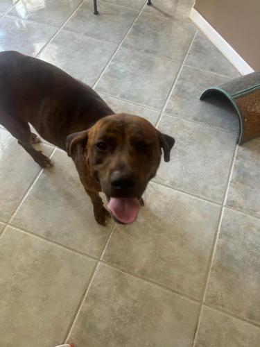 Found/Stray Male Dog last seen Hiatus Road, Pembroke Pines, FL 33026