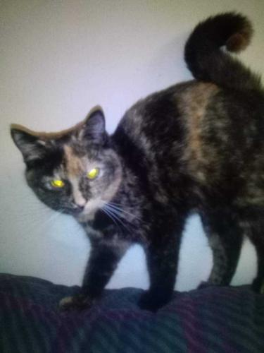 Lost Female Cat last seen Genung st Middletown , Middletown, NY 10940
