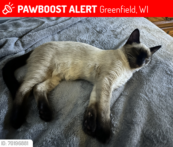 Lost Male Cat last seen 84th, Morgan, Greenfield, WI 53228