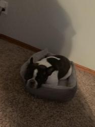 Lost Male Dog last seen Joye st and Falcon , Springdale, AR 72762