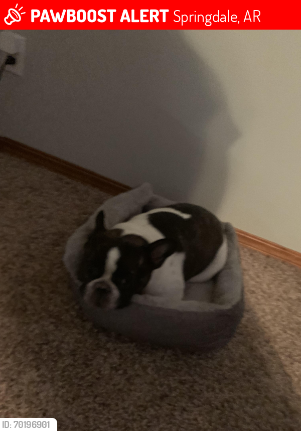 Lost Male Dog last seen Joye st and Falcon , Springdale, AR 72762