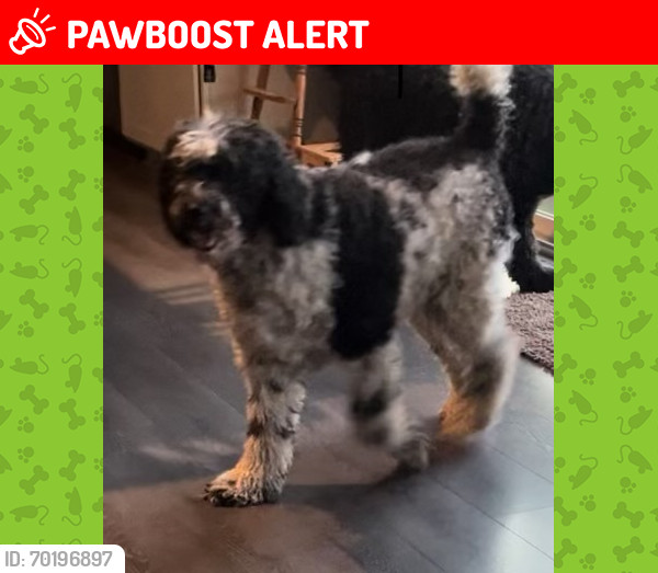 Lost Female Dog last seen Near and Hiner Rd area, Commercial Point, OH 43116