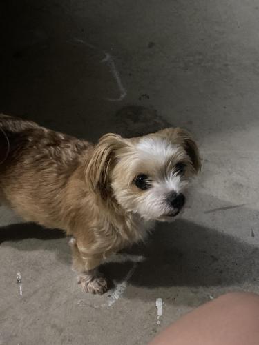 Lost Male Dog last seen Candlelight ln & sun valley dr , Grand Prairie, TX 75052