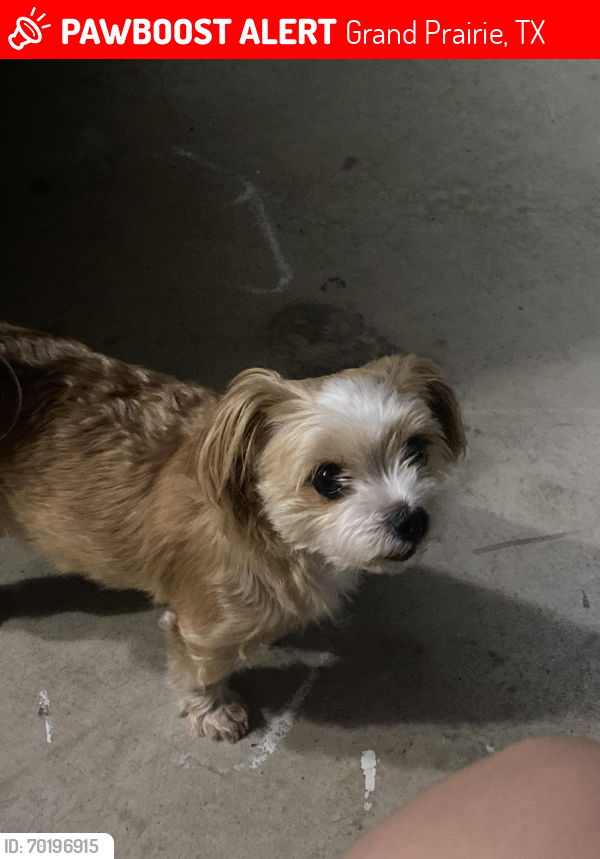 Lost Male Dog last seen Candlelight ln & sun valley dr , Grand Prairie, TX 75052