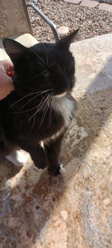 Lost Female Cat last seen Rainbow and Torrey Pines , Las Vegas, NV 89107