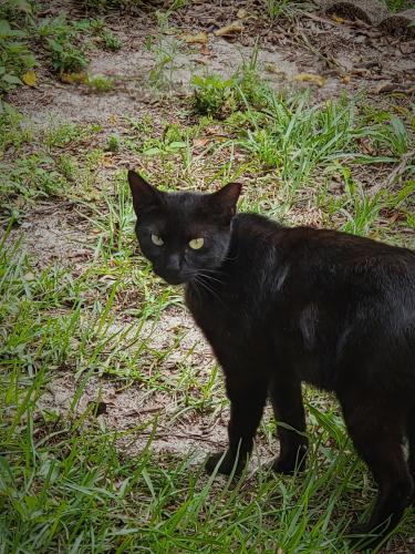 Lost Female Cat last seen Pilot truck stops, Wildwood, FL 34785