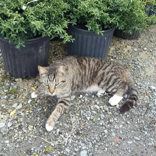 Lost Male Cat last seen Plant Life Nursery , Rome, GA 30165