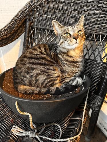 Lost Female Cat last seen Craigwood Dr and Hickory Grove Rd, Charlotte NC , Charlotte, NC 28215