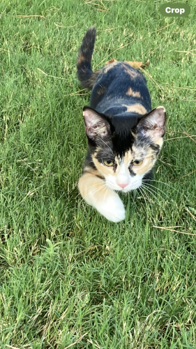 Lost Female Cat last seen Ontario St/FairBanks , El Paso, TX 79924
