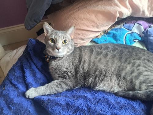 Lost Male Cat last seen The intersection of brookhollow and Bonita spring Ct , Douglasville, GA 30135