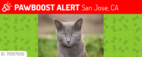 Lost Male Cat last seen eagles and blossom hill, San Jose, CA 95123