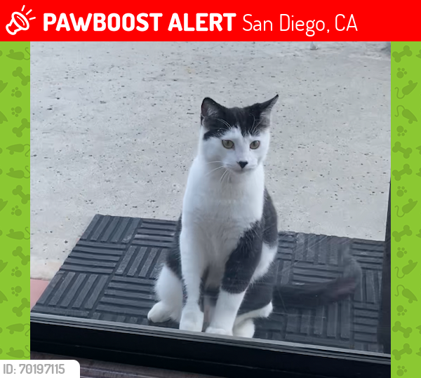 Lost Male Cat last seen rancho bernardo high school, San Diego, CA 92128