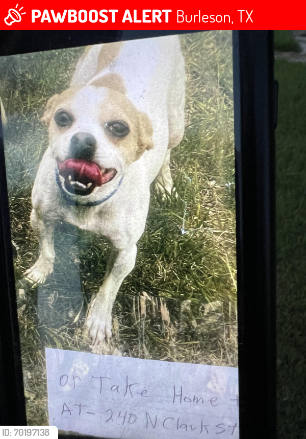 Lost Male Dog last seen Field Street near the service road, Burleson, TX 76028