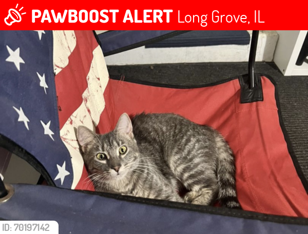 Lost Female Cat last seen IL53 and Middlesax dr, Long Grove, IL 60047