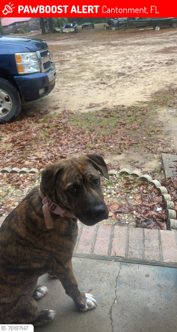Lost Female Dog last seen Crowndale court and Crowndale rd, Cantonment, FL 32533