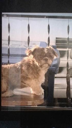 Lost Male Dog last seen Near Redwood Street, North Charleston, SC 29405, North Charleston, SC 29405