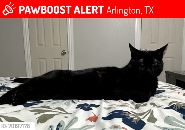 Lost Female Cat last seen Atherton Elementary , Arlington, TX 76014